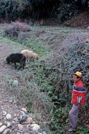 Image du Maroc Professionnelle de  Un berger berbère du haut Atlas à proximité de la vallée de l'Ourika surveille ses brebis, Dimanche 21 Décembre 1986. (Photo / Abdeljalil Bounhar)